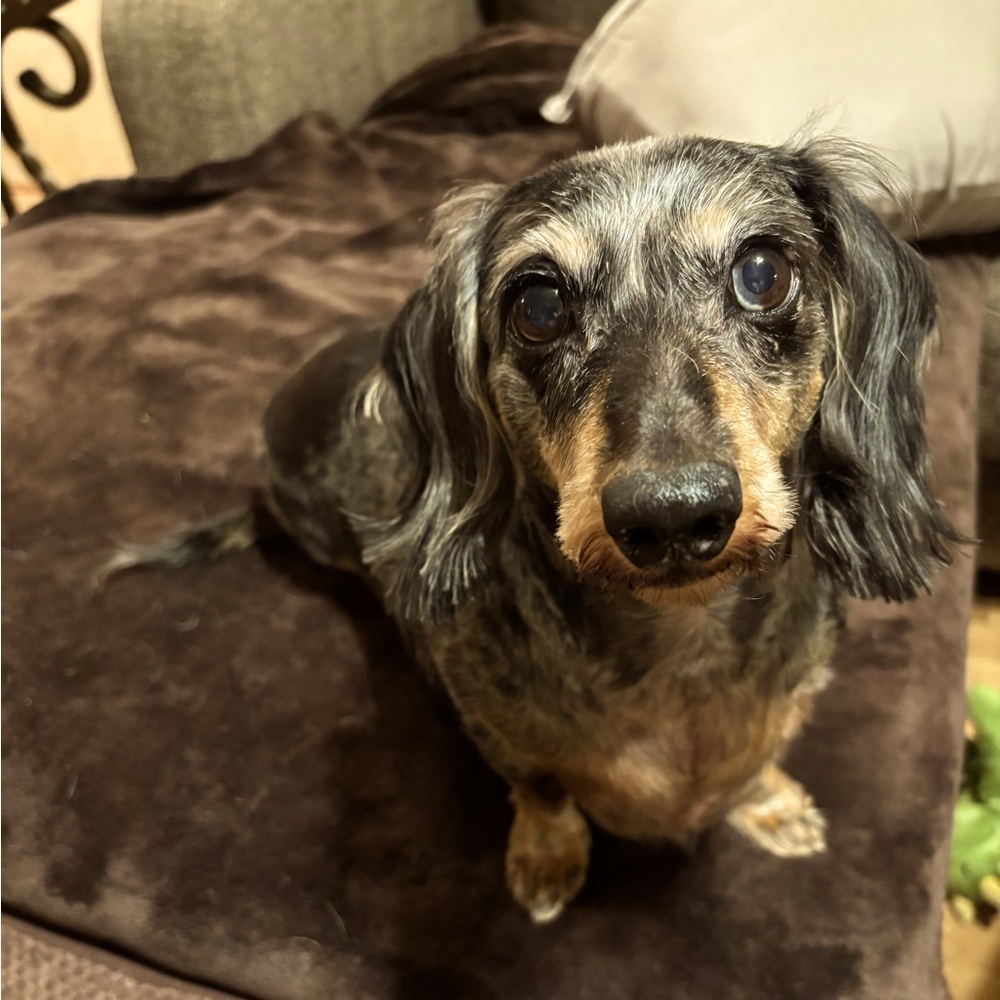 Meet your Posher, KS